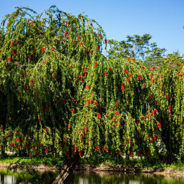 Weeping Bottlebrush Tree Etsy