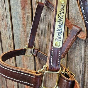 Puede incluir: Un cabestro de cuero marr&oacute;n para caballos con herrajes de lat&oacute;n y costuras blancas. El cabestro tiene una placa con el texto "KoolKatsNKittens". El cabestro est&aacute; colgado sobre un fondo de madera.