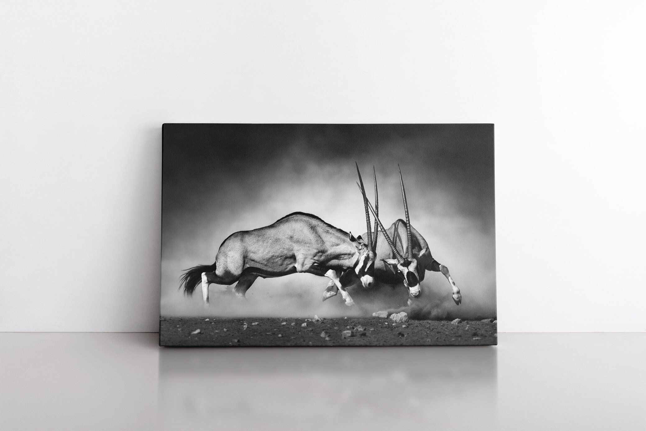 Gemsbok Dual Fight Black White Background African Gazelle - Etsy Australia Gemsbok Dual Fight Black White Background African Gazelle - Etsy Australia