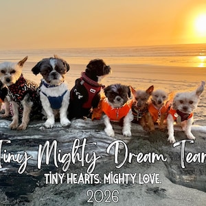 May include: A group of small dogs wearing various outfits, posing on a log at the beach during sunset. The image includes the text "Tiny Mighty Dream Team" and "Tiny Hearts. Mighty Love. 2026."