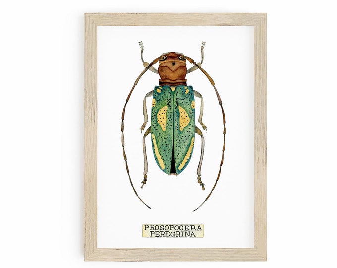Insect Beetle Art Print of Insect Taxidermy, Prosopocera Peregrina, Boho wall decor