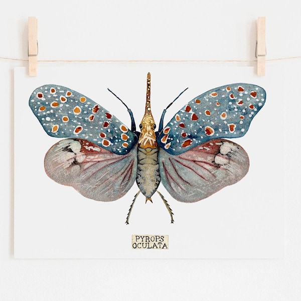 Insect Taxidermy Art Print of Insect Specimen