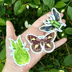 Beetle Sticker or Moth Sticker, Insect Science
