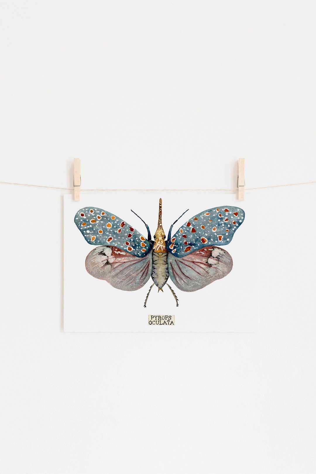 Insect Taxidermy Art Print of Insect Specimen Etsy
