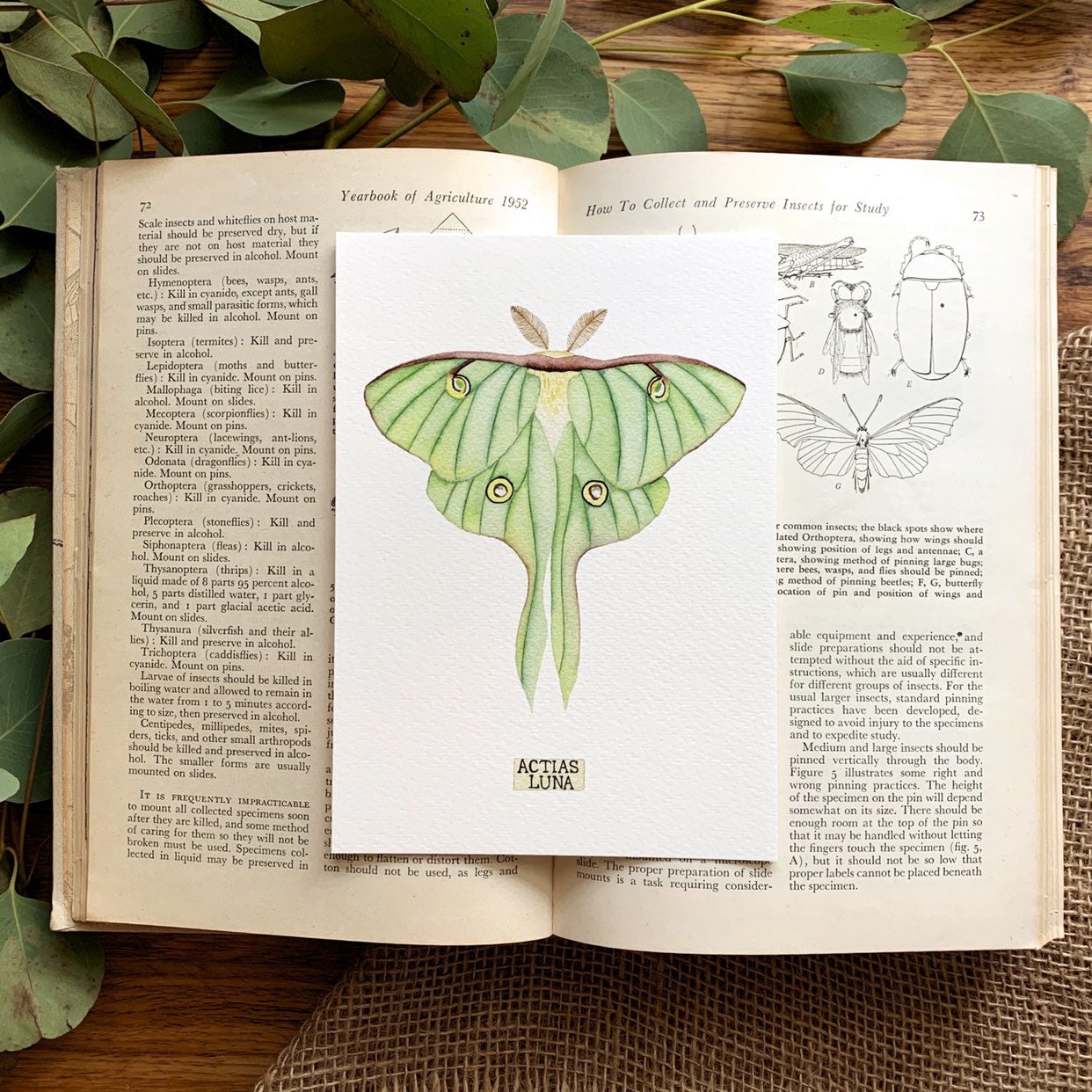Luna Moth Print of Insect Taxidermy, Lunar Moth Painting - Etsy