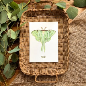 Luna Moth Print of Insect Taxidermy, Lunar Moth Painting - Etsy