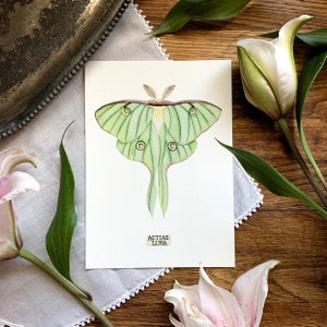Luna Moth Print of Insect Taxidermy, Lunar Moth Painting - Etsy