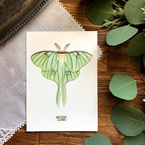 Luna Moth Print of Insect Taxidermy, Lunar Moth Painting - Etsy