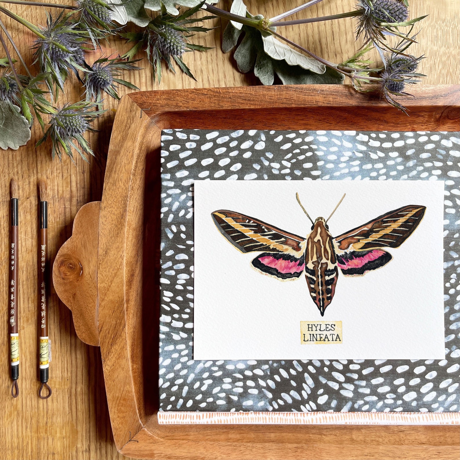 Insect Taxidermy Art Print of Insect Specimen Etsy