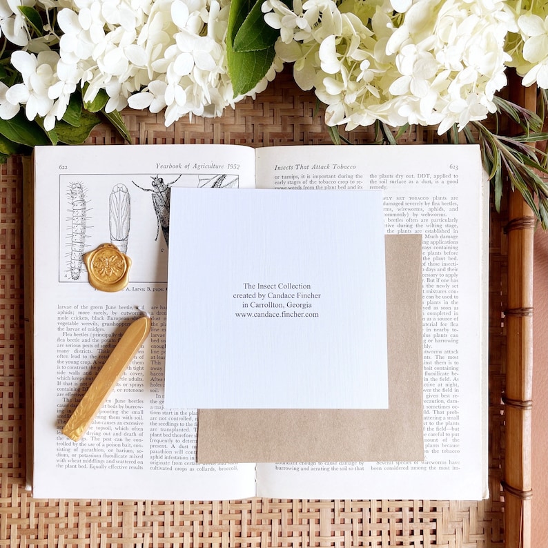 Insect Card Entomology Bug Card Insect Taxidermy | Etsy