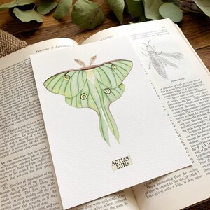 Luna Moth Print of Insect Taxidermy, Lunar Moth Painting - Etsy