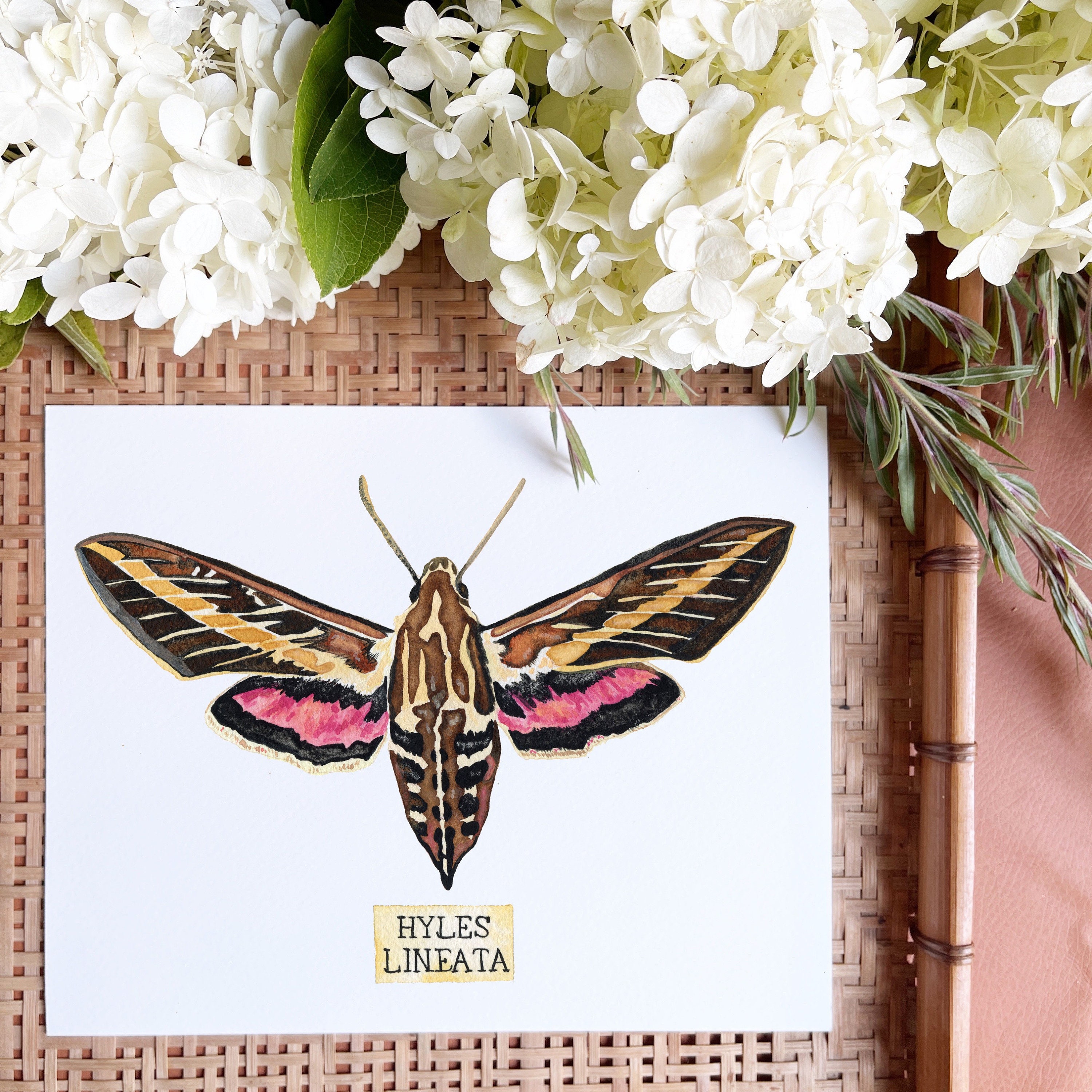 Insect Taxidermy Art Print of Insect Specimen Etsy