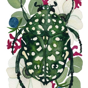 Nature Postcard Set with Insect Entomology imagem 8