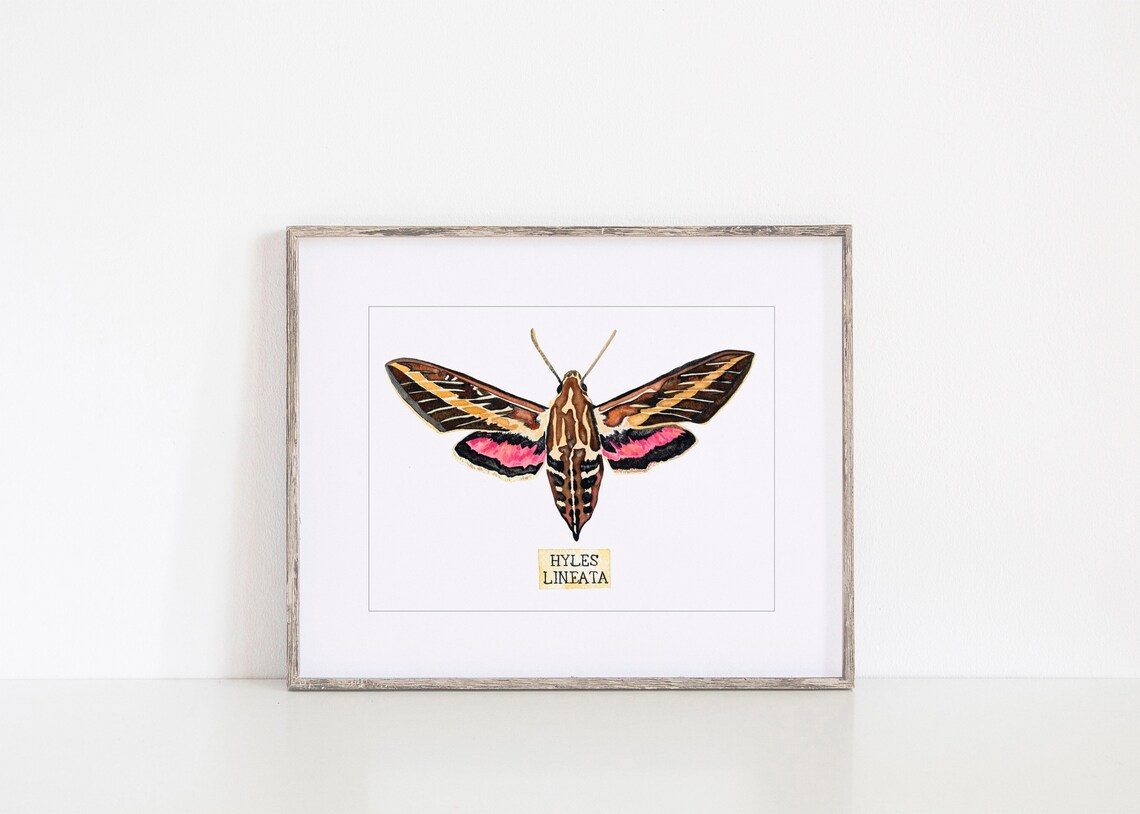 Insect Taxidermy Art Print of Insect Specimen Etsy