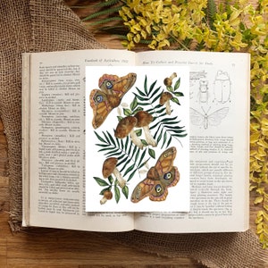 Moth Print with Mushroom Art, Decor image 5