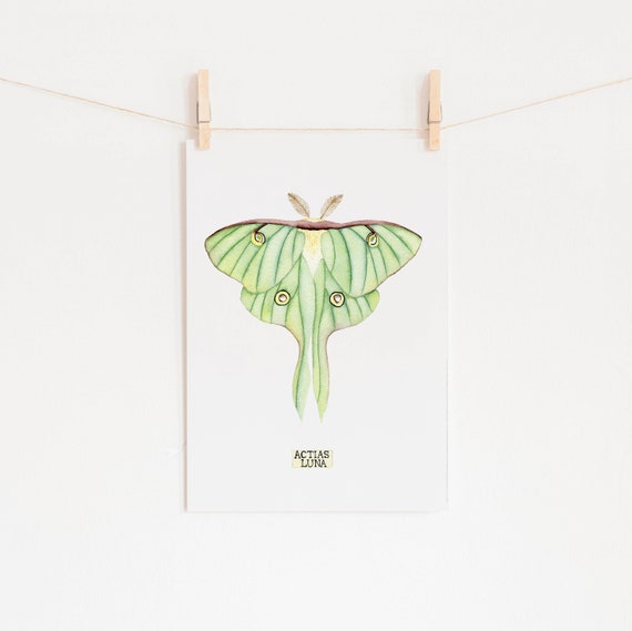 Home & Living Lunar Moth Painting Luna Moth Print of Insect Taxidermy ...