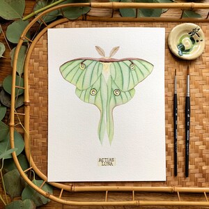 Luna Moth Print of Insect Taxidermy, Lunar Moth Painting - Etsy