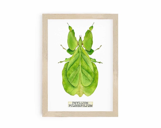 Insect Print of Leaf Insect Taxidermy, Entomology Art for Boho Wall Decor