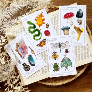 Nature Postcard Set with Insect Entomology