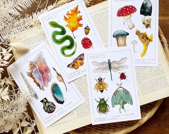 Jeu de cartes postales nature avec entomologie d'insectes