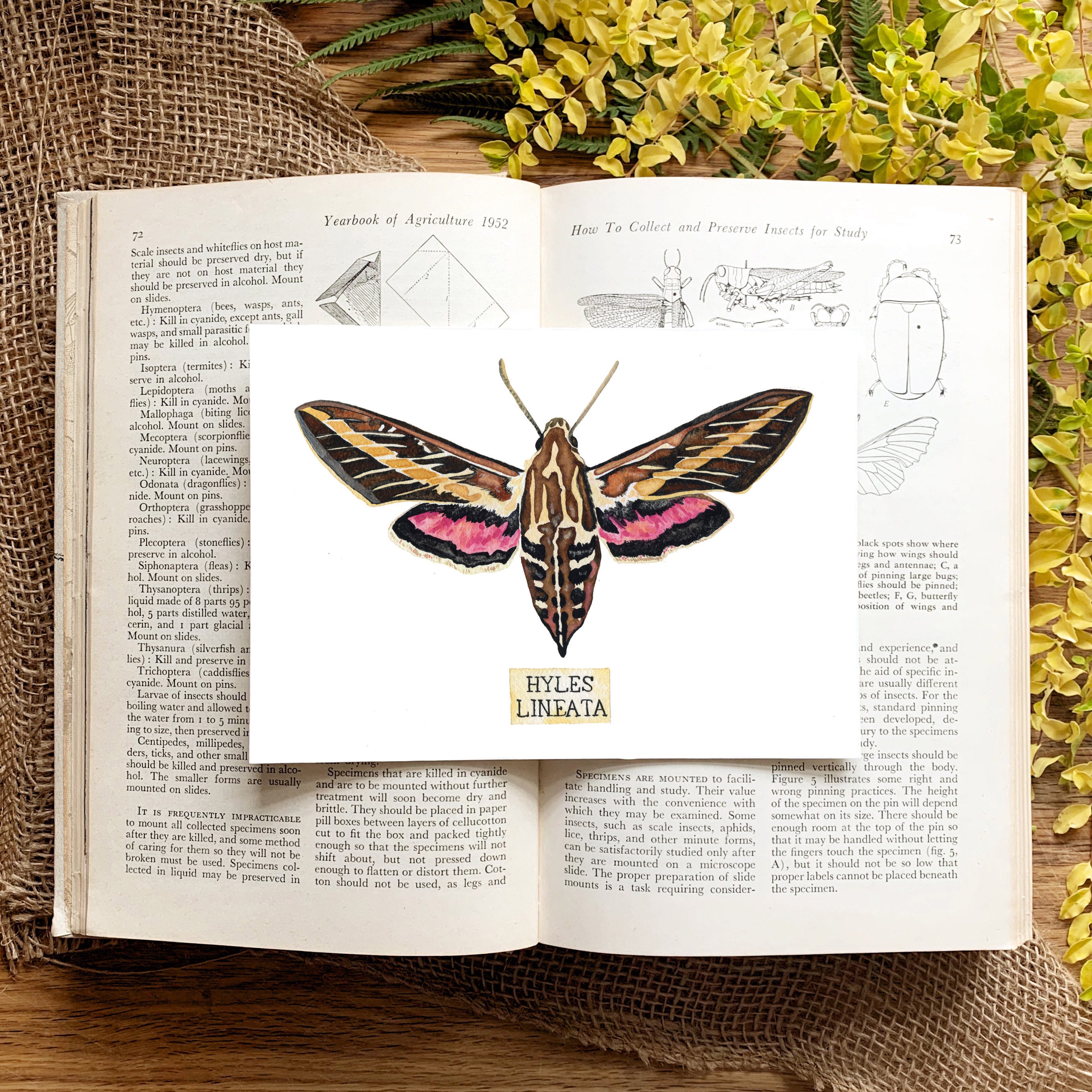 Insect Taxidermy Art Print of Insect Specimen Etsy