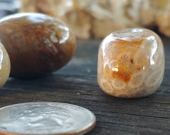 Agatized Coral, Fossil Coral, Strength, Healing, Support, Trauma Healing, Tumbled Coral