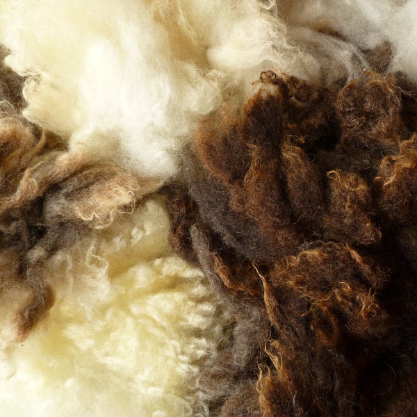 Washed Jacob wool  - Jacob wool fleece - undyed natural wool -needle felting wool -wool fleece -wet felting - spinning - animal wool roving