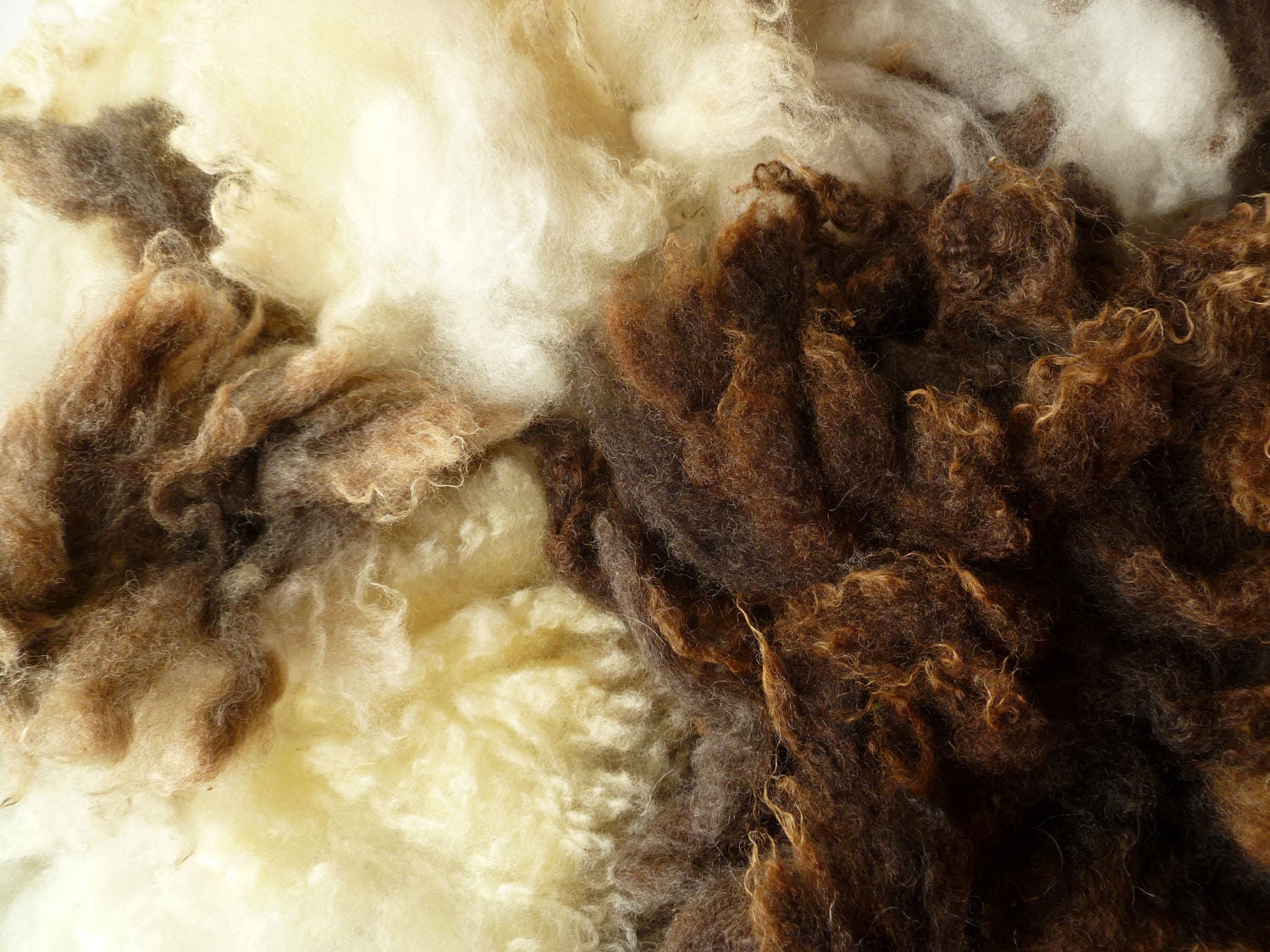 Washed Jacob wool  - Jacob wool fleece - undyed natural wool -needle …