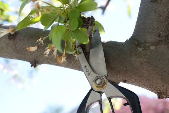 Yoshioka Bonsai Shears