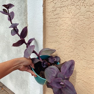 RARE !Tradescantia pallida kartuz giant