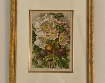 A stunning framed print of Rosa Moschata by John Allen, from John Weathers Beautiful Roses, 1903, gilt-framed, hand framed, vintage.