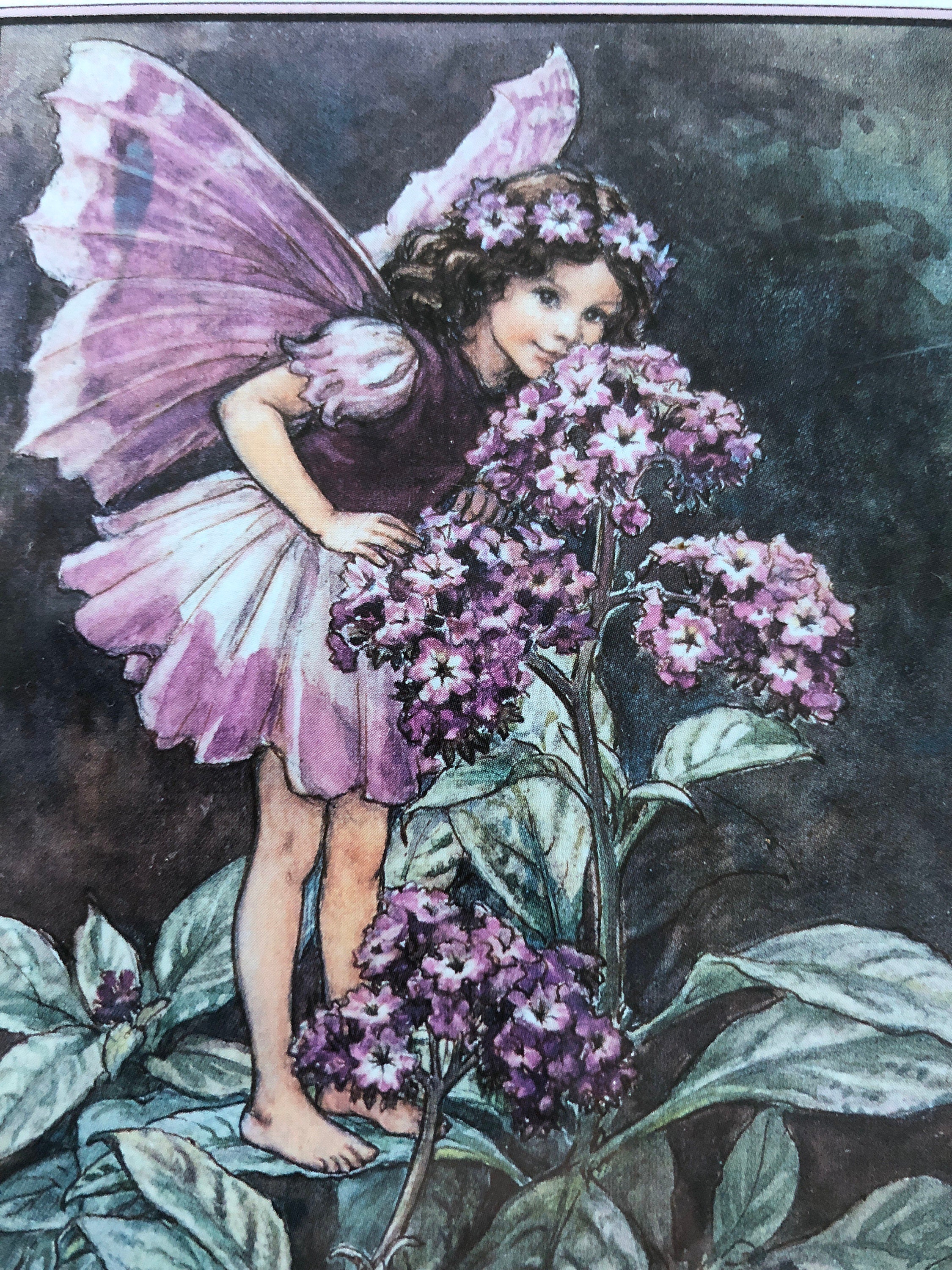 The Heliotrope Fairy by Mary Cecily Barker, framed flower fairy print