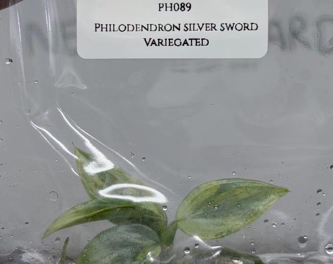 Philodendron silver sword Variegated (1 plantlet/bag) Tissue culture