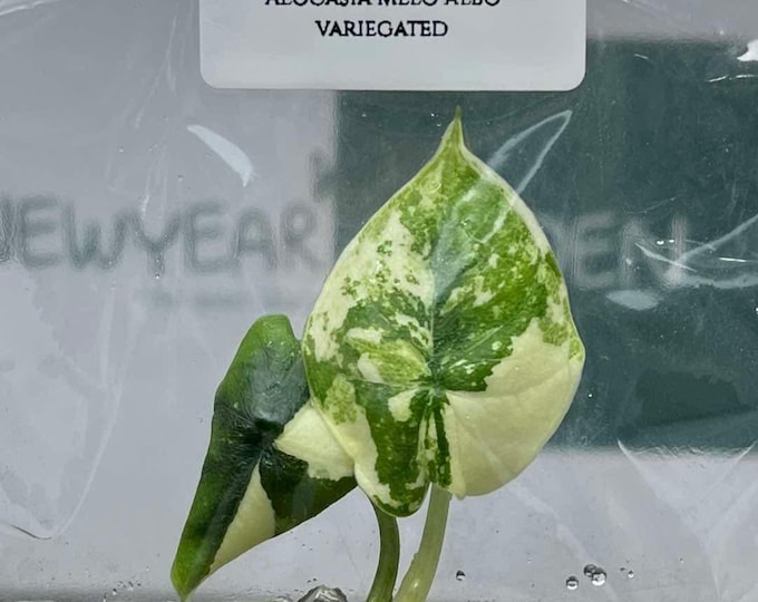 Alocasia Melo Variegated (1 plant/bag) Tissue Culture