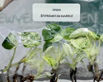 Epipremnum Marble (5 plants/bag) Tissue Culture