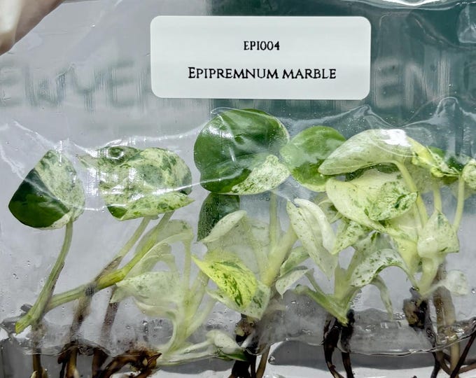 Epipremnum Marble (5 plants/bag) Tissue Culture