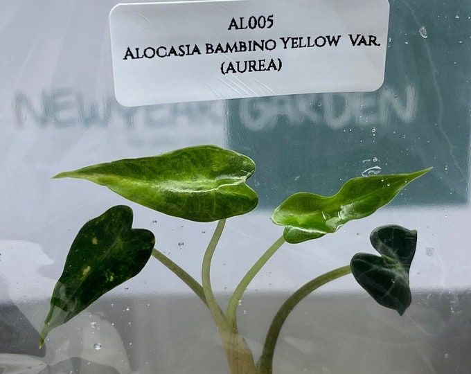 Alocasia bambino Yellow Var. (AUREA) (1 plantlet/bag) Tissue culture