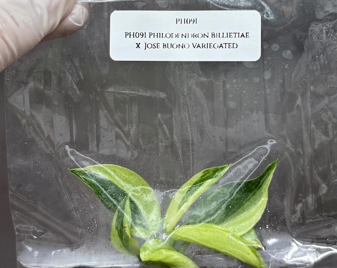 Philodendron Billietiae x Jose Buono Variegated (1 plant/bag) Tissue Culture