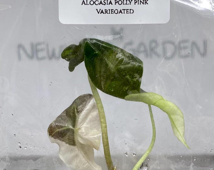 Alocasia Polly Pink Variegated  (1 plantlet/bag) Tissue culture