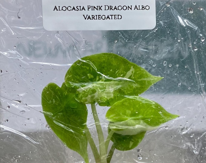 Alocasia Pink Dragon Albo Variegated (1 plantlet/bag) Tissue culture