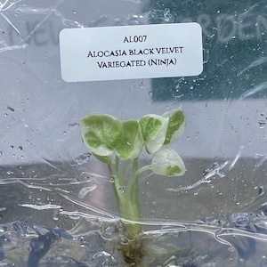 Alocasia Black Velvet Variegated (Ninja) (1 plantlet/bag) Tissue culture