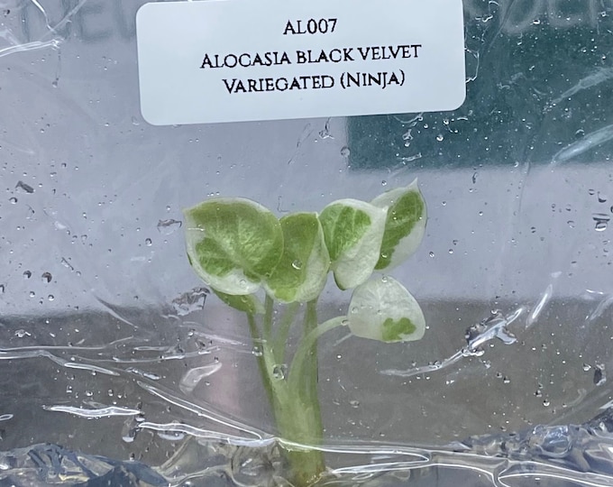 Alocasia Black Velvet Variegated (Ninja) (1 plantlet/bag) Tissue culture