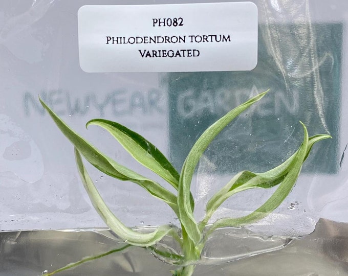 Philodendron Tortum Variegated (1 plantlet/bag) Tissue culture