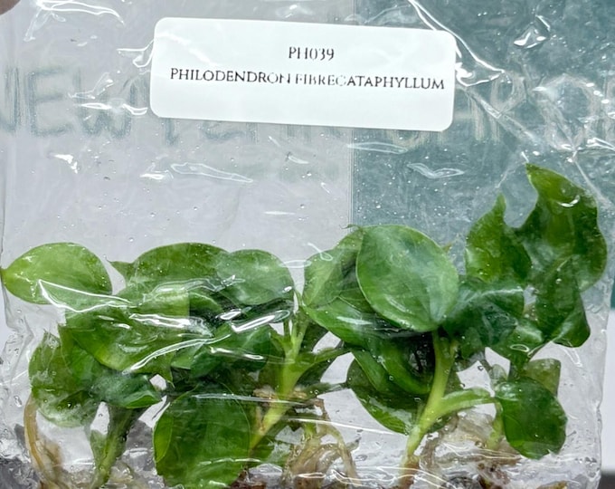 Philodendron Fibrecataphyllum (5 plants/bag) Tissue Culture