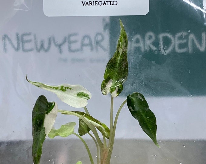 Alocasia bambino Variegated (1 plantlet/bag) Tissue culture