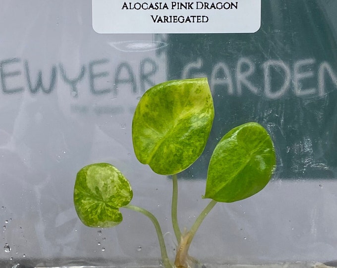 Alocasia Pink Dragon Variegated (1 plantlet/bag) Tissue culture