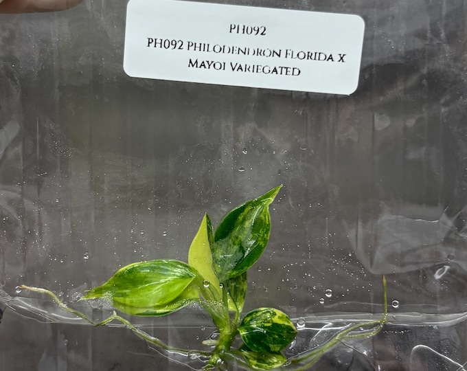 Philodendron Florida x Mayoi Variegated (1 plant/bag) Tissue Culture