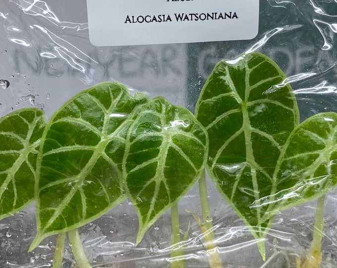 Alocasia Watsoniana (5 plantlets/bag) Tissue culture