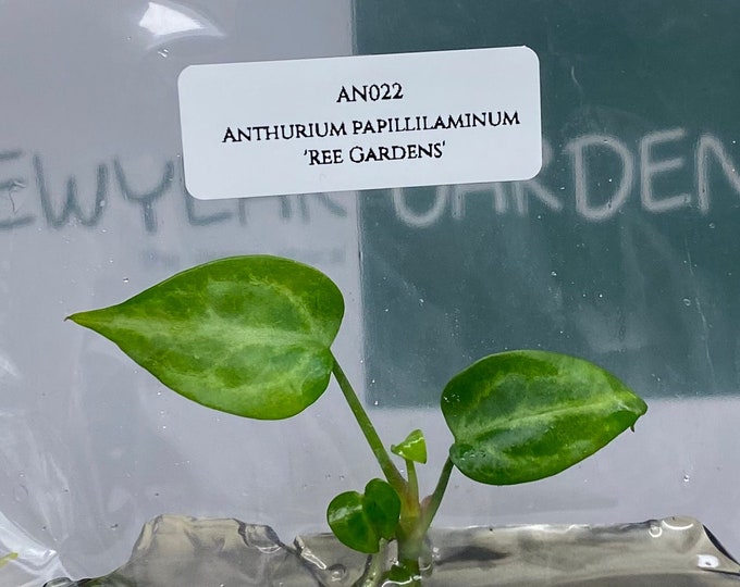 Anthurium Paillilaminum Ree Gardens (1 item/bag) Tissue Culture
