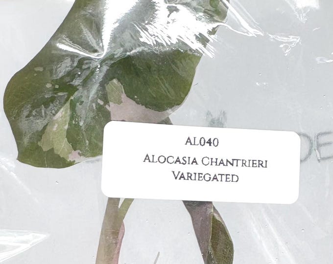 Alocasia Chantrieri Variegated (1 plantlet/bag) Tissue culture